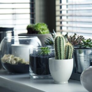 pots, plants, cactus